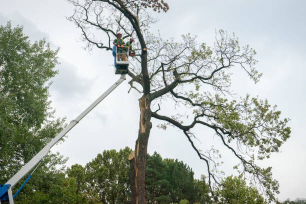 Best Stump Grinding and Removal  in Bling, AR