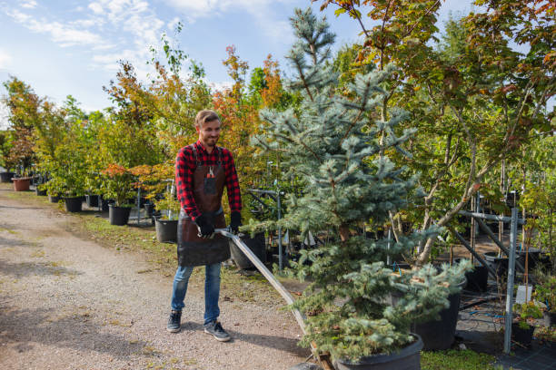 How Our Tree Care Process Works  in  Barling, AR